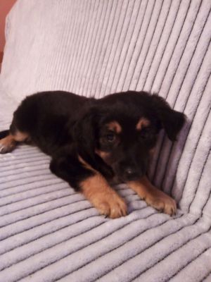 szczeniak do adopcji