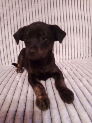 szczeniak do adopcji