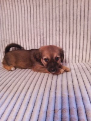 szczeniak do adopcji