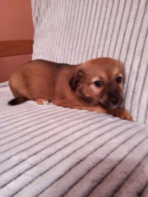 szczeniak do adopcji