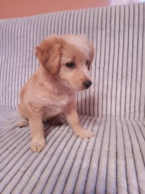 szczeniak do adopcji