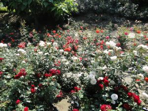 Kwitnące róże w Magicznych Ogrodach
