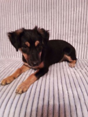 pies do adopcji