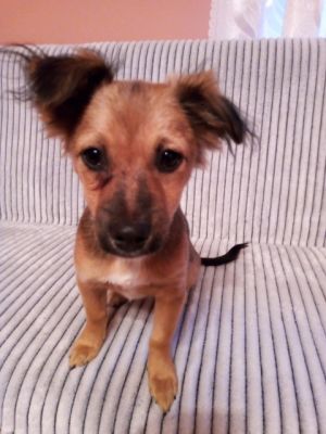 pies do adopcji