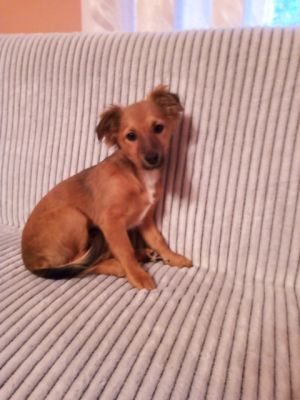 pies do adopcji